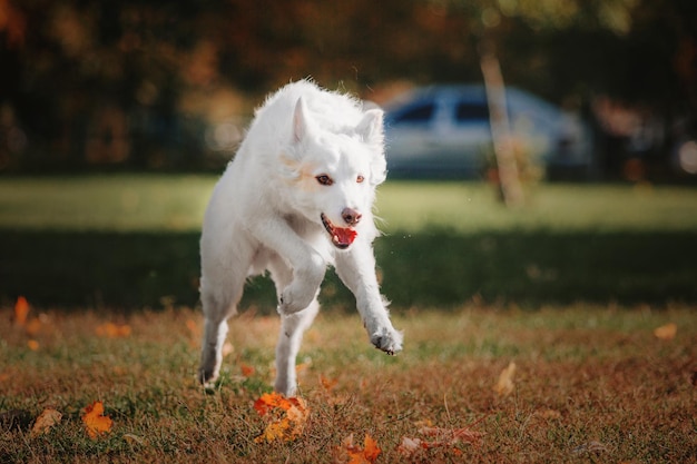 Een hond met zijn tong uit