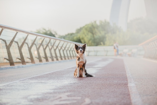 Een hond op een brug met een bordje met 'huisdier'
