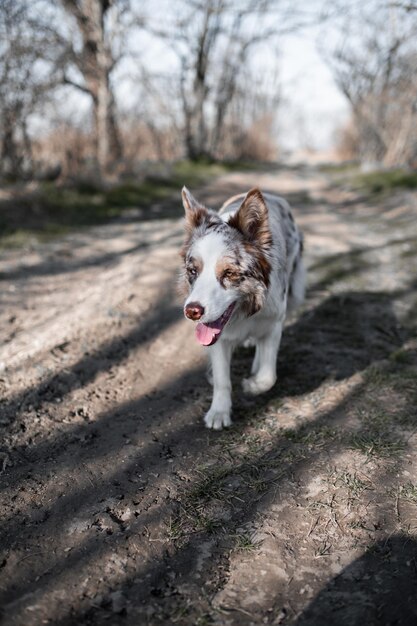 Een hond op een onverharde weg