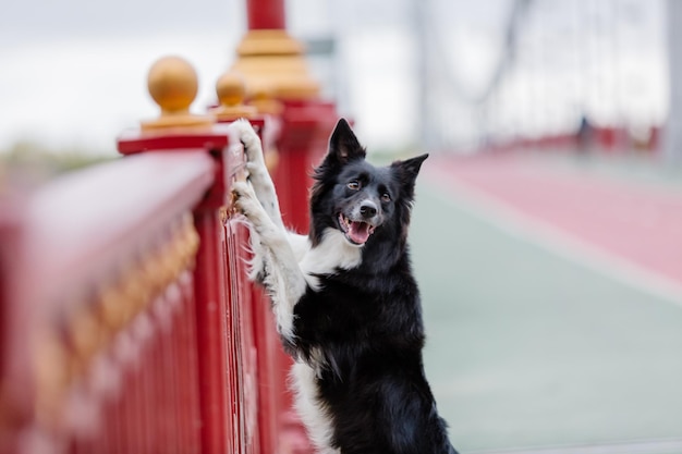 Een hond op een rood hek
