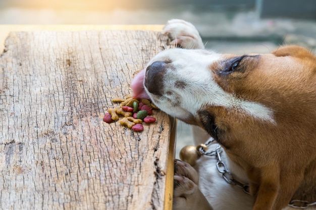 Een hond probeert om voedsel op houten lijst, brakhonden te eten.