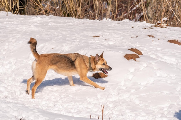 Een hond rent door de sneeuw voor een boom.