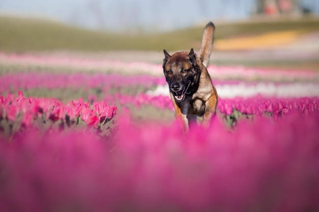 Een hond rent door een bloemenveld