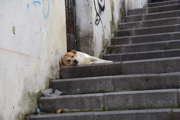 Een hond rust op een betonnen trap in de straten van Quito