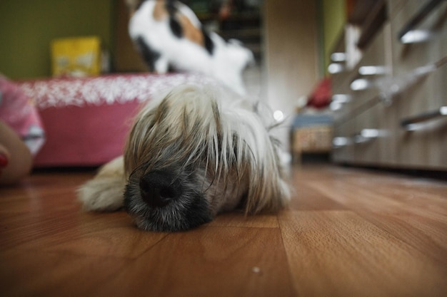 Een hond slaapt op de grond met gesloten ogen.