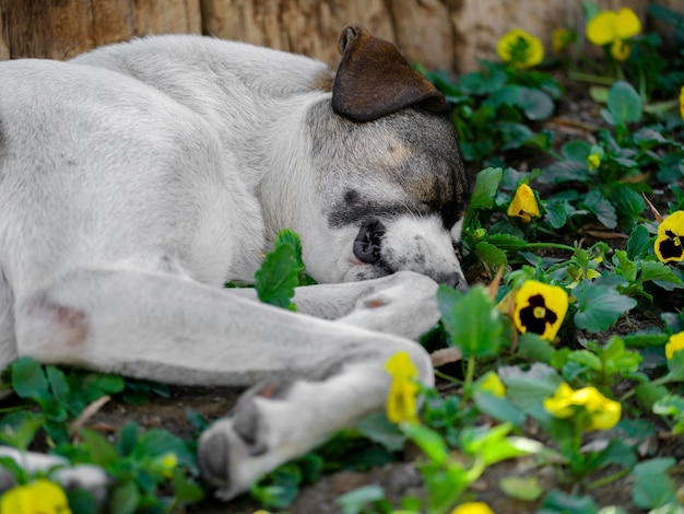 Een hond slapend tussen de bloemen