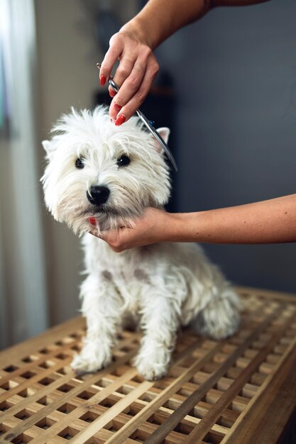 Foto een hond snijden met een schaar grooming hands close-up