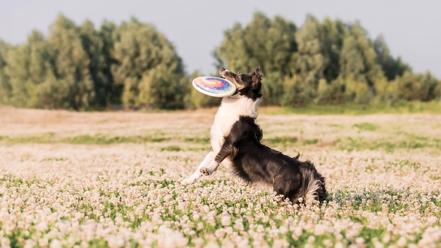 Een hond speelt met een frisbee in een veld