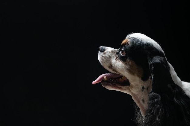 Een hond staart naar iets met een zwarte achtergrond