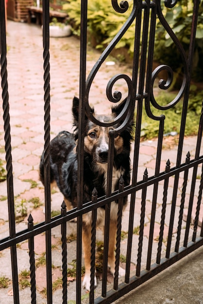 Een hond staat achter tralies en staart