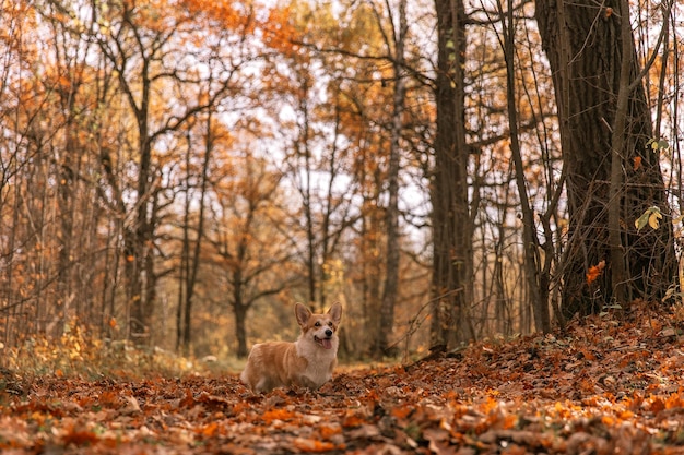 Een hond staat in het bos met bladeren op de grond.