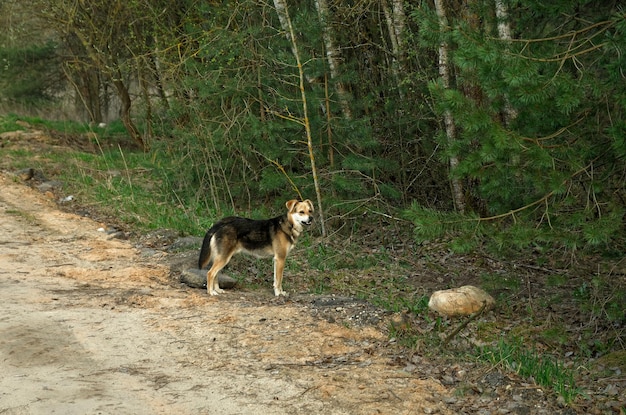 Foto een hond staat in het bos voor een bos.