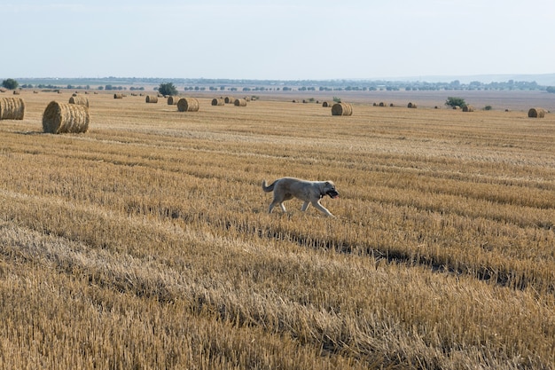 Een hond staat na het oogsten in een tarweveld. Grote ronde balen stro.