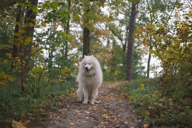 Een hond staat op een onverharde weg in het bos.