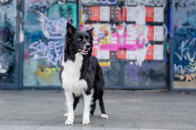 Foto een hond staat voor een graffitimuur.