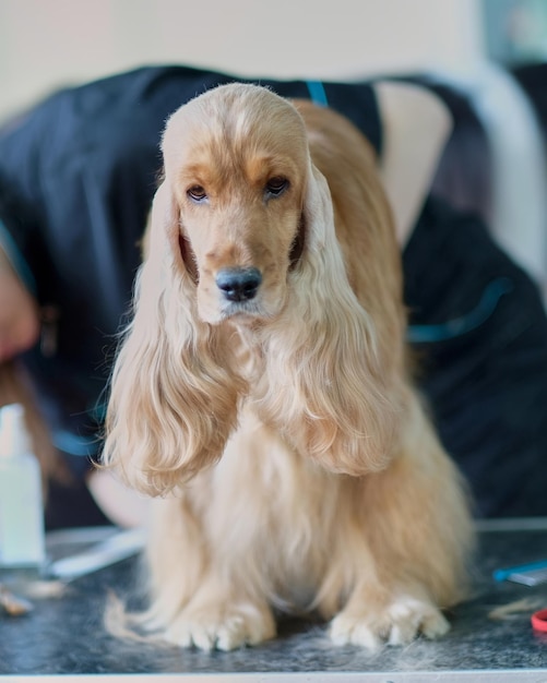 Een hond tijdens het trimmen op een tafel in een dierensalon Spanielverzorging Schoonheidssalon voor dieren