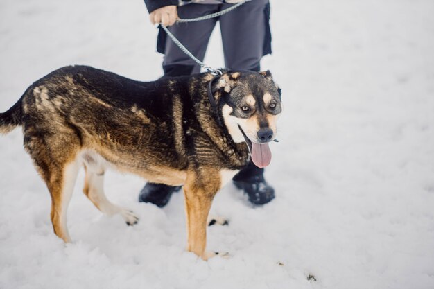 een hond trainen om aan de lijn te lopen in de winter