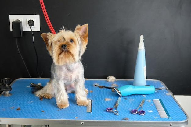 Een hond uit yorkshire terrier zit op een trimtafel in een schoonheidssalon voor dieren