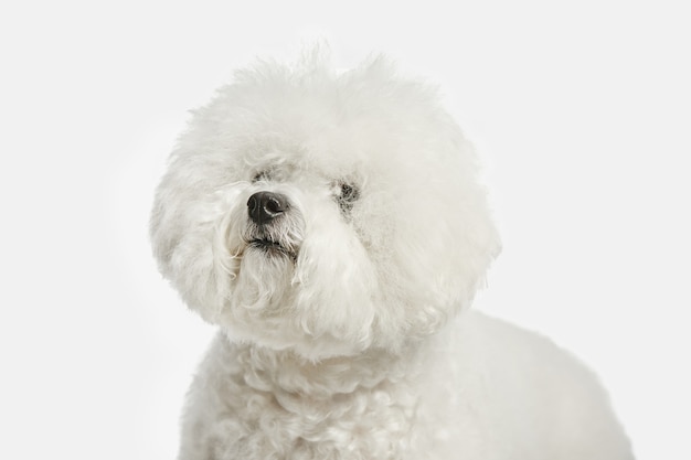 Een hond van Bichon frise ras geïsoleerd op witte kleur studio