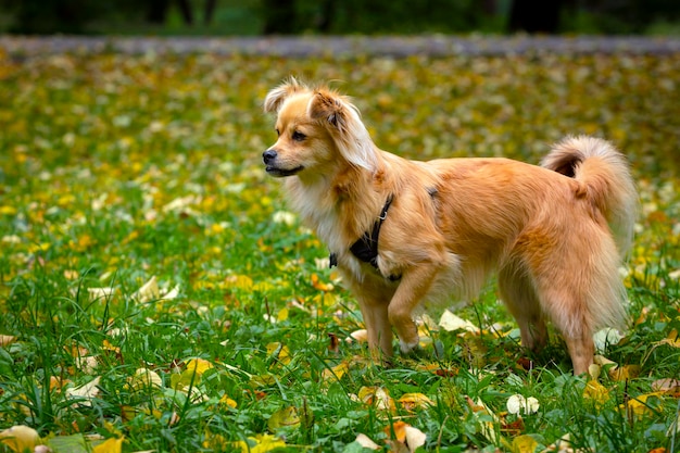 Een hond van een onbekend ras zit op het gras. Detailopname..