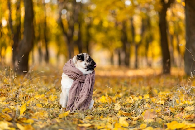 Een hond van een pug ras gewikkeld in een sjaal zit in een herfst park op gele bladeren tegen een van bomen en herfst bos.