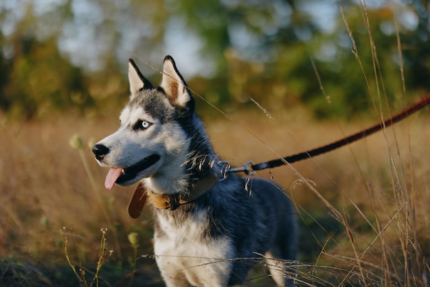 Een hond van het husky-ras loopt in de natuur aangelijnd in het park, steekt zijn tong uit de hitte en kijkt in het profiel van het herfstlandschap