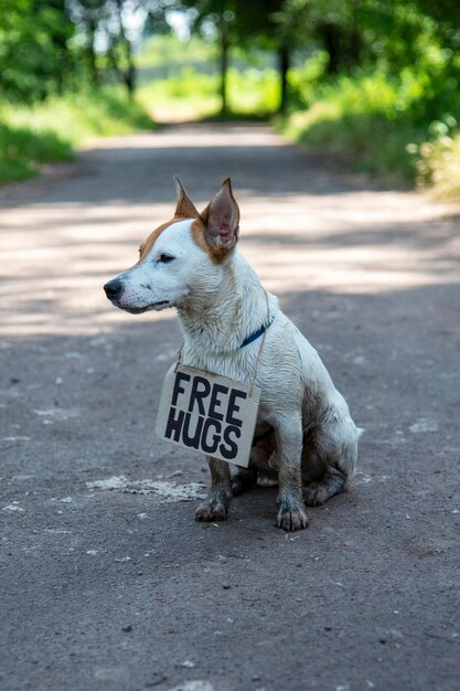 Een hond van het ras Jack Russell Terrier zit half gedraaid in het bos op een pad met een kartonnen bord