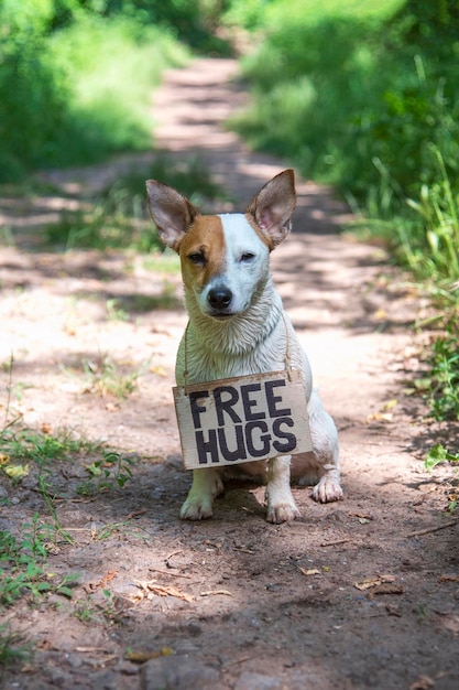 Een hond van het ras Jack Russell Terrier zit in het bos op een pad, met een kartonnen bordje "Free hugs" op zijn nek. Hij is nat. Tegen een achtergrond van groene planten kijkt hij naar de camera