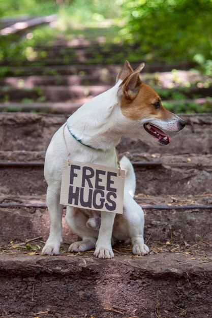 Een hond van het ras Jack Russell Terrier zit in het bos op stenen trappen, met een kartonnen plaquette om zijn nek met het opschrift 'Free Hugs'. Opzij kijken met zijn tong uithangend
