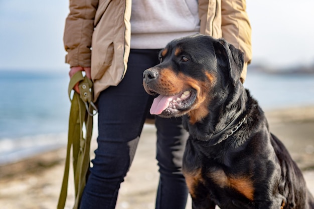 Een hond van het ras Rottweiler zit in de buurt van de gastvrouw in een jas op het strand tegen de achtergrond van de zee