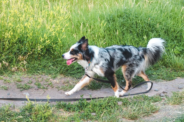 Een hond van het ras van de Australische herder met bruine ogen op een wandeling close-up