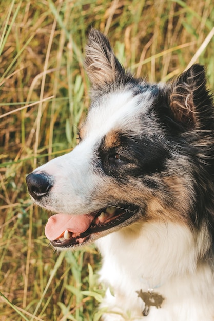 Een hond van het ras van de Australische herder met bruine ogen op een wandeling close-up