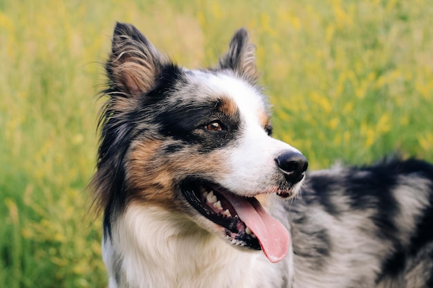 Een hond van het ras van de Australische herder met bruine ogen op een wandeling close-up