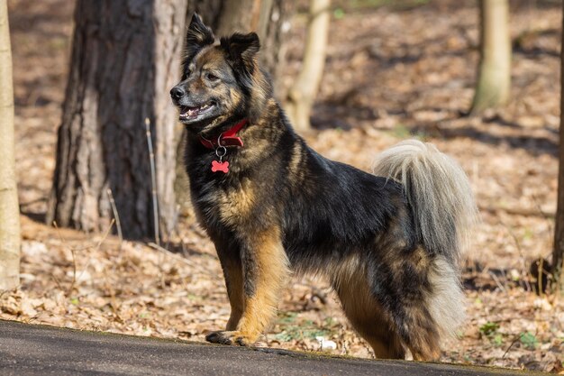 Een hond van nature