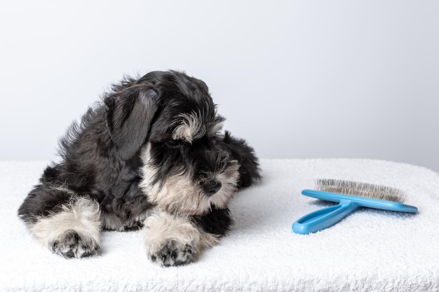 Een hond verzorgen die op een witte handdoek naast een blauwe kam ligt Hondenhaarverzorging Pet SPA