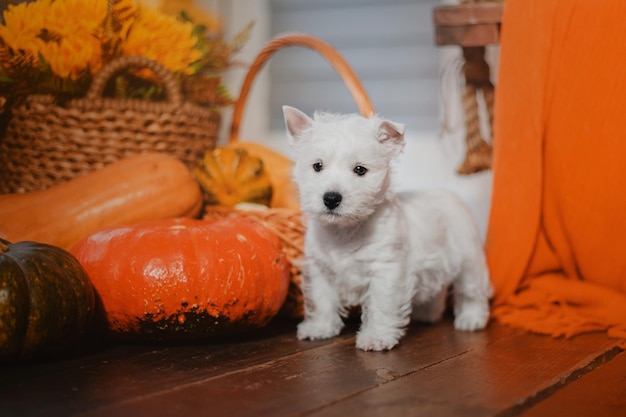 Een hond voor een pompoen en een mand met zonnebloemen