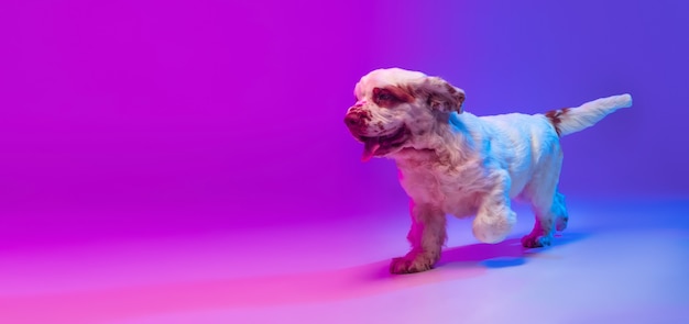 Een hond witte Clumber geïsoleerd over gradiënt roze blauwe studio achtergrond in neon licht filter.