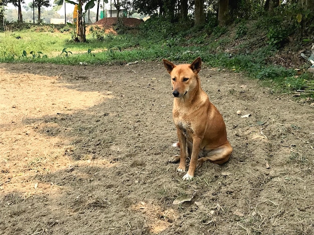 Een hond zit in de modder voor een boom.
