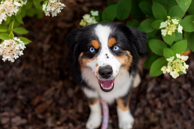 Een hond zit in een tuin met bloemen en bladeren