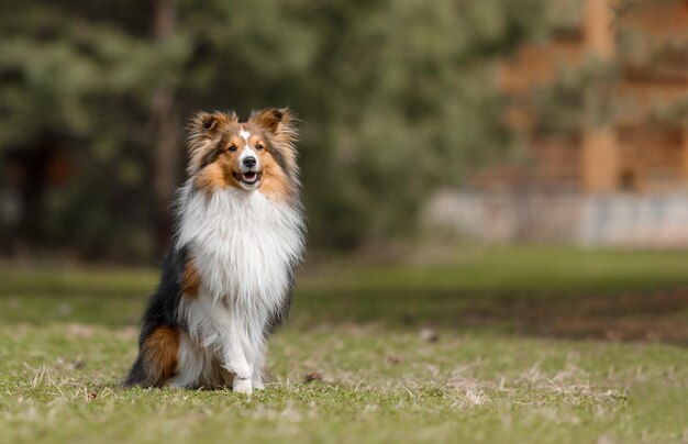 Een hond zit in een veld met een groene achtergrond