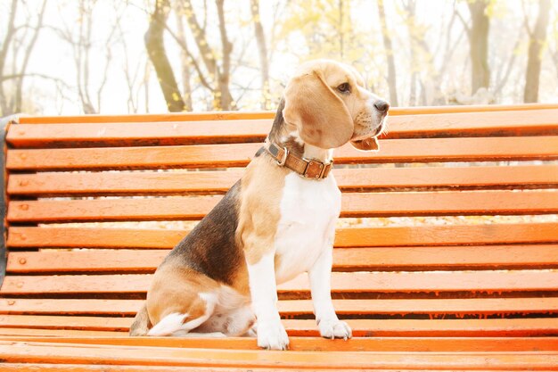 Een hond zit op een bankje met het woord beagle erop.