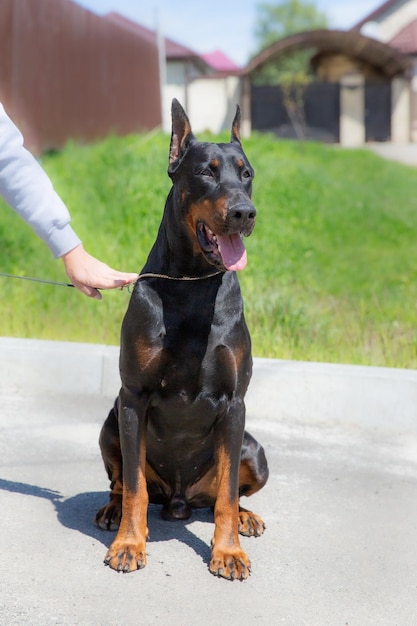 Een hond zit op een betonnen ondergrond met zijn tong uitgestoken.