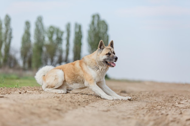 Een hond zit op een onverharde weg voor een rij bomen.