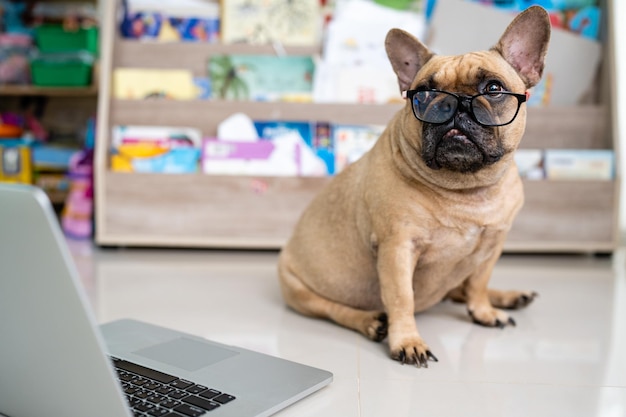 Een hond zit voor een laptop met daarachter een boek op de plank.