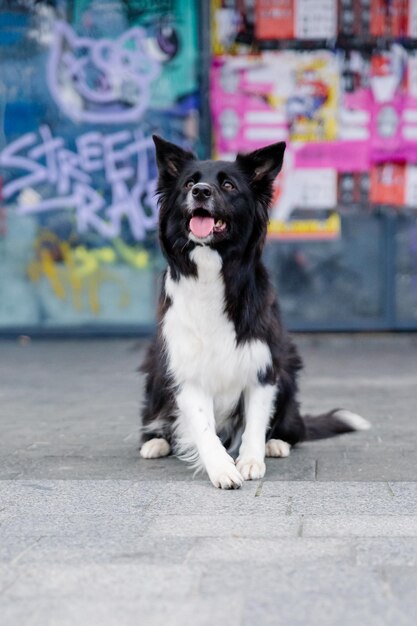 Een hond zit voor een muur met graffiti erop.