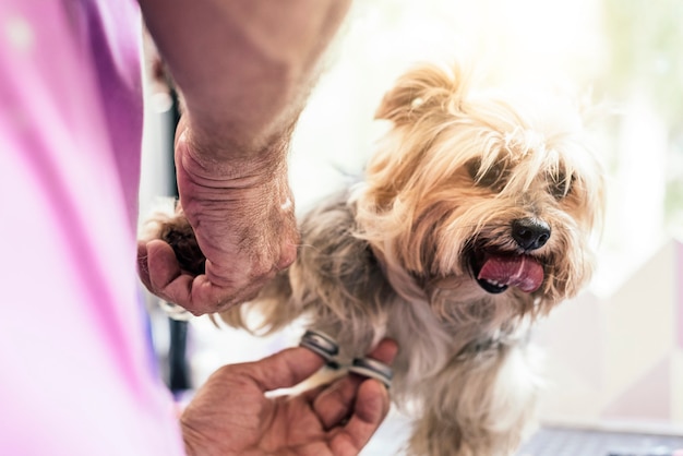 Een hondje verzorgen in een kapsalon voor honden.