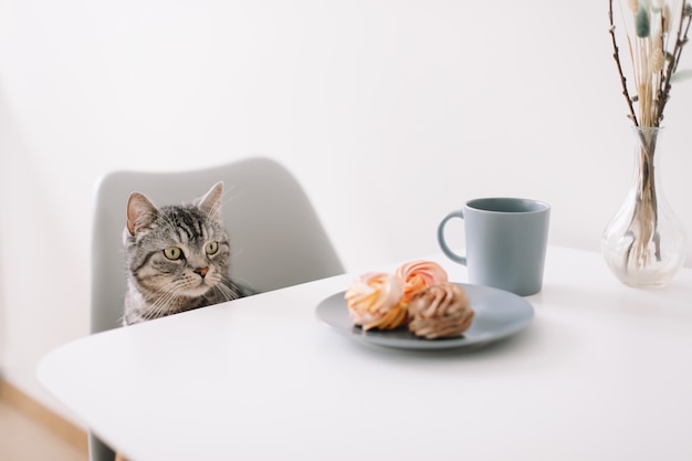 Een hongerige huiskat zit aan een tafel met ontbijt