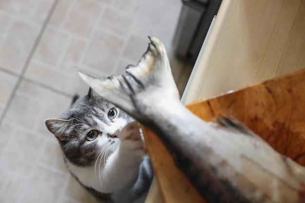 Een hongerige kat kijkt naar de staart van een vis op de keukentafel Een huisdier steelt eten van de tafel