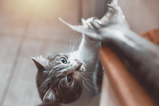 Een hongerige kat steelt vis van de snijplank op tafel