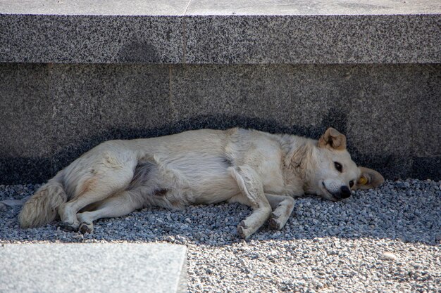 Een hongerige zwerfhond verstopte zich voor de hitte in de schaduw van stedelijke architectuur